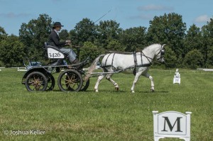 dressuur en vaardigheid  nienoord 10-8-2015  joshua keller-0349     